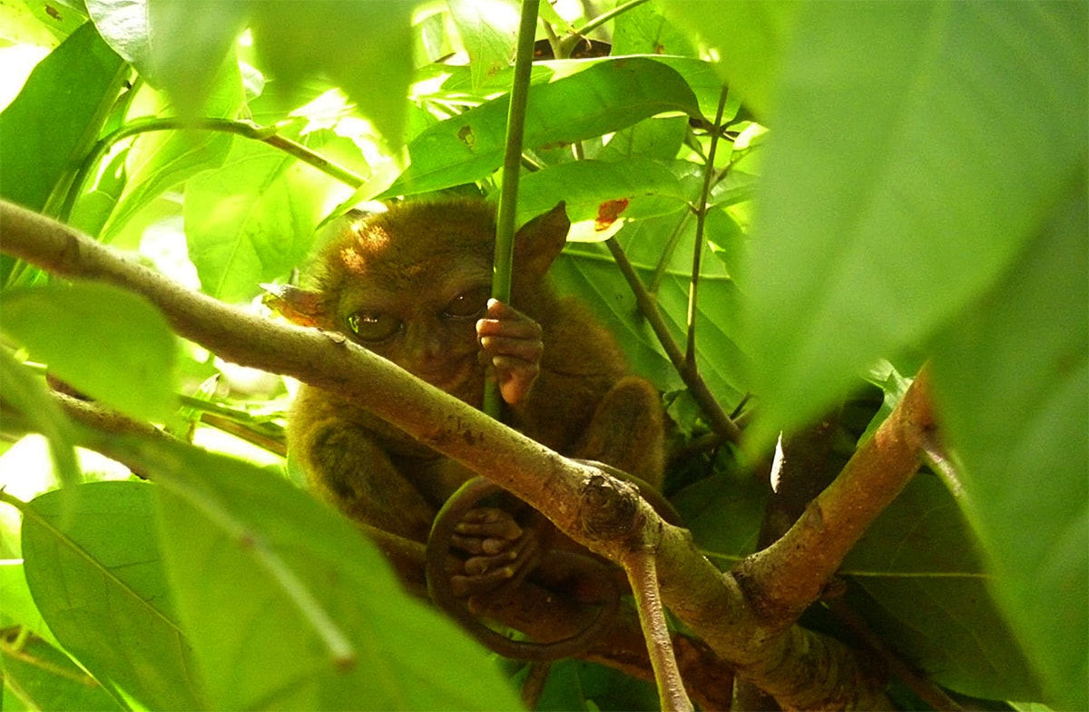 Долгопят Свитнева