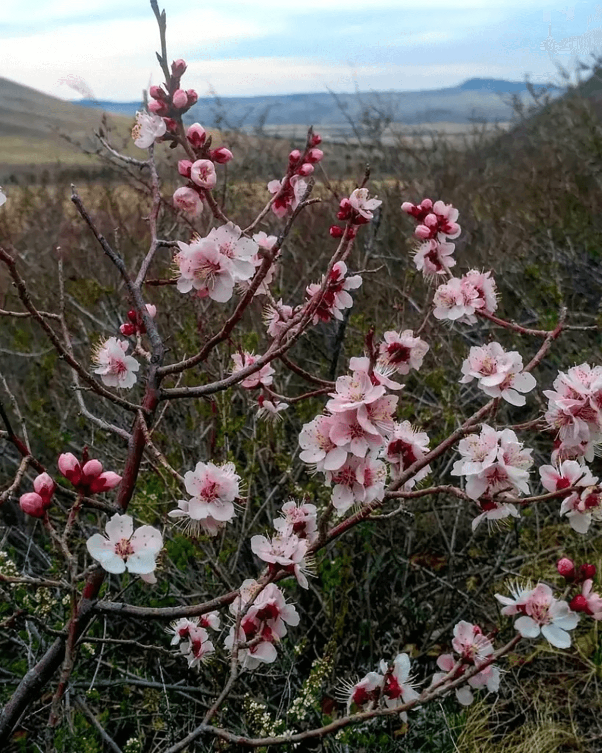 Меркитская Крепсоть Абрикосовая Роща