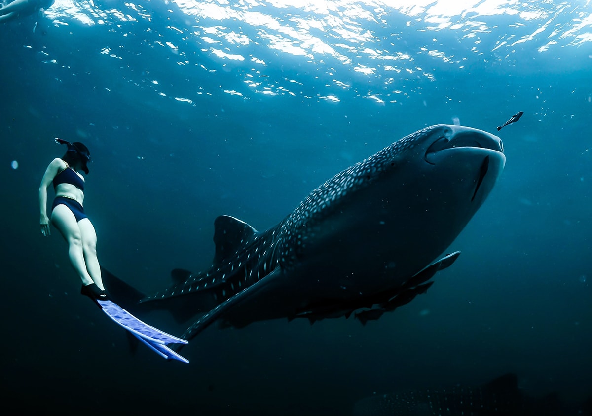 Купание С Китовыми Акулами