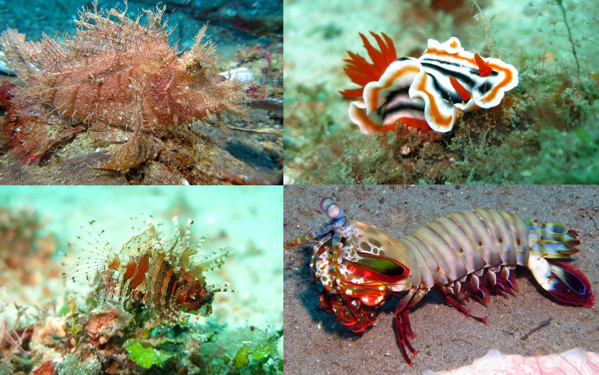 Coral Reef Phillipines
